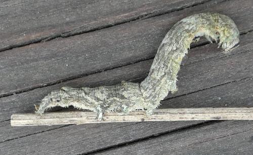 Réf. 306 334 : Catocala nupta